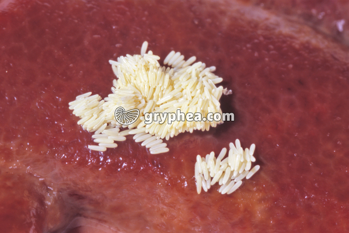 Mouche - Ponte - gryphea.com